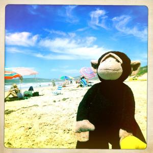 Monkey makes it to the Indian Ocean